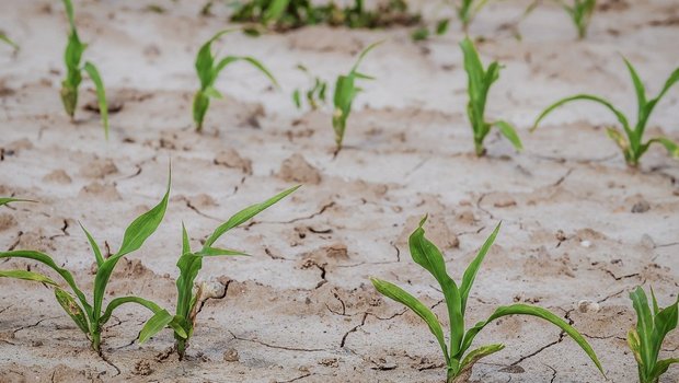 Der Klimawandel bringt sowohl Trockenheit als auch vermehrt Starkregen – beides Herausforderungen für die Landwirtschaft weltweit. (Bild Pixabay)