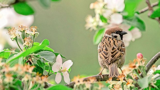 Im Gegensatz zum Hausspatz hat der Feldspatz einen braunen (statt grauen) Kopf und einen schwarzen Fleck auf der Wange. Männchen und Weibchen sehen bei dieser Sperlingsart gleich aus.