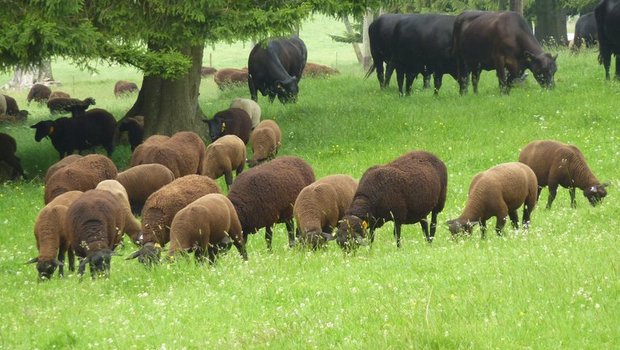 Um eine Ansteckung mit BKF zu vermeiden, sollen Schafe und Rinder nicht gleichzeitig auf derselben Parzelle geweidet werden. (Bild BGK/SSPR)