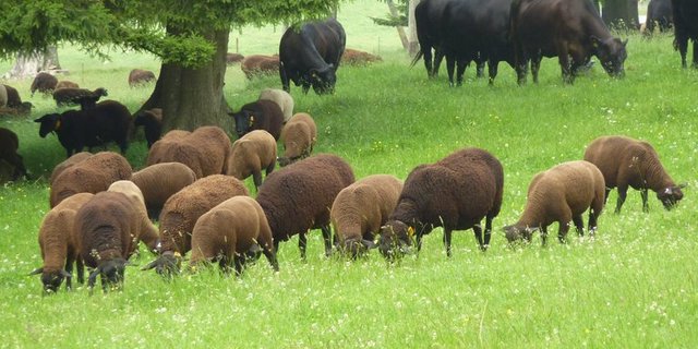 Um eine Ansteckung mit BKF zu vermeiden, sollen Schafe und Rinder nicht gleichzeitig auf derselben Parzelle geweidet werden. (Bild BGK/SSPR)