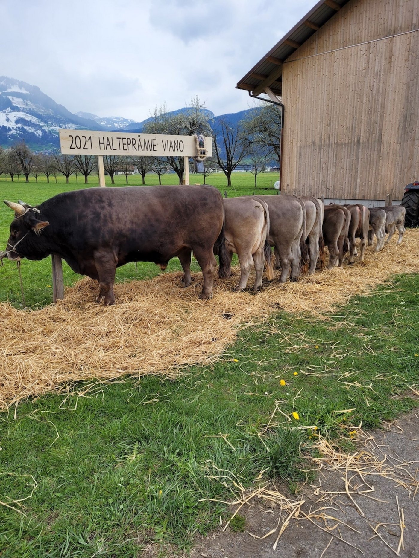 Das national höchste Ergebnis bei den Halteprämien ging an OB Valido Viano von Armin Auf der Maur.  (Bild Reto Betschart)