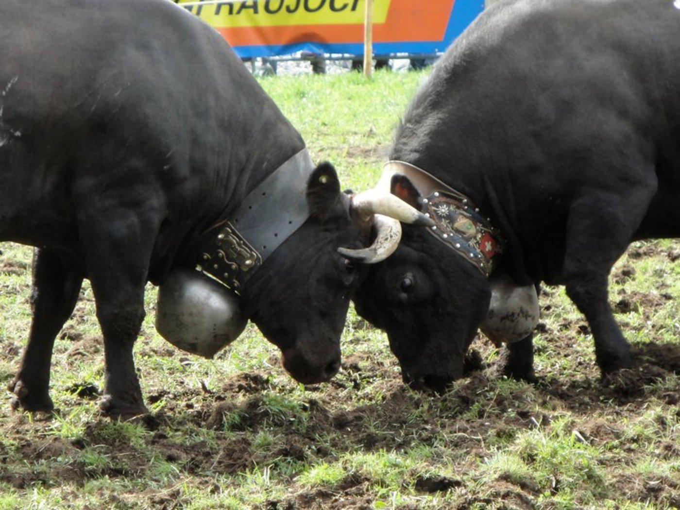 2013 waren 6707 Kühe und Jungvieh im Register aufgeführt. Im vergangenen Jahr waren es noch 6078. Das bedeutet einen Rückgang um ungefähr ein Zehntel. (Bild Aline Küenzi)