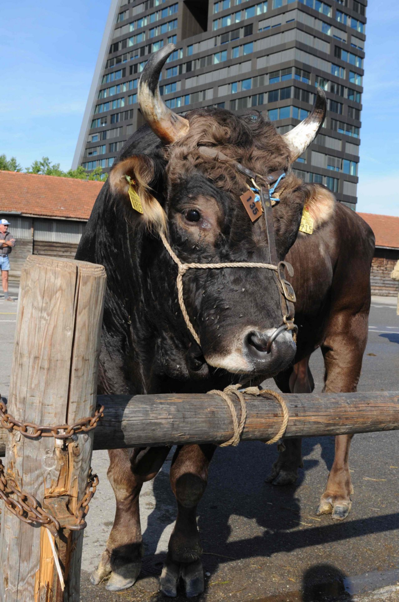 Der diesjährige «Zuger Stieremärt» wird am 7. und 8. September durchgeführt. (Bild Braunvieh Schweiz)