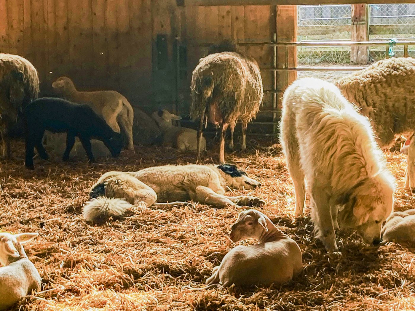 Die Herdenschutzhunde fühlen sich bei den Schafen wohl: Juna macht es sich zwischen Mutterschafen und Lämmern gemütlich.