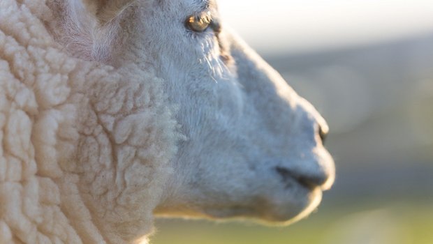 Pro Jahr gibt es laut Agridea in der Schweiz rund 400 Wolfsrisse, meist sind Schafe oder Ziegen die Opfer. (Bild Pixabay)