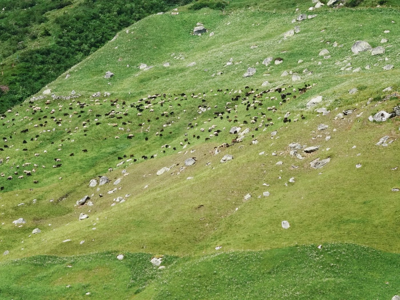 Kantonspolitiker fürchten, dass Alpen wegen des Wolfs weniger bestossen werden und fordern Gegenmassnahmen.(Archibild BauZ)