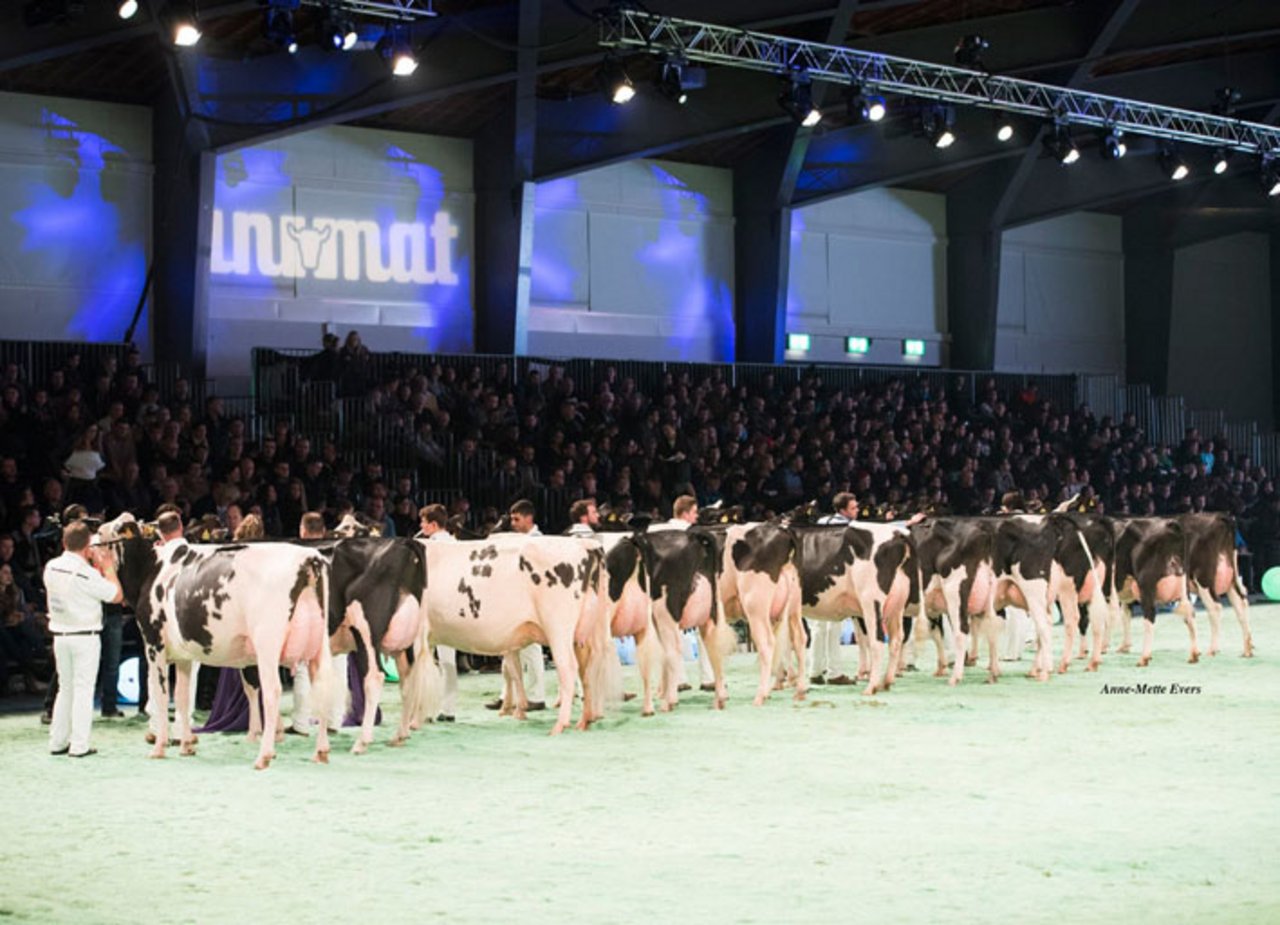 Jetzt defilieren in Lausanne wieder die Schönsten der schönen Kühe über das Sägemehl. (Bild Swiss Expo)