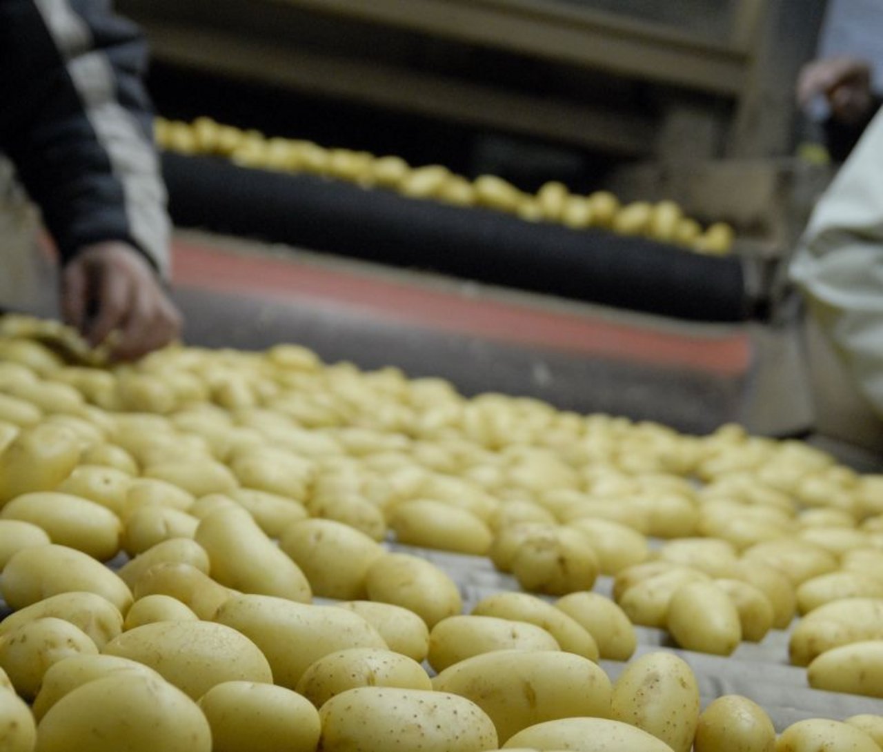 Die ersten Frühkartoffeln kommen demnächst auf den Markt. (Bild BauZ)