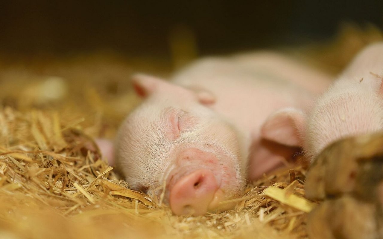 Nach wie vor kommen in den Schweizer Schweineställen zu viele Ferkel auf die Welt.