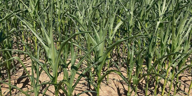 Mais hat gerne heisse Temperaturen und stellt eigentlich geringe Wasseransprüche. Aber was zu viel ist, ist zu viel. Die Blätter rollen sich ein und darben. Das wird den Ertrag schmälern.