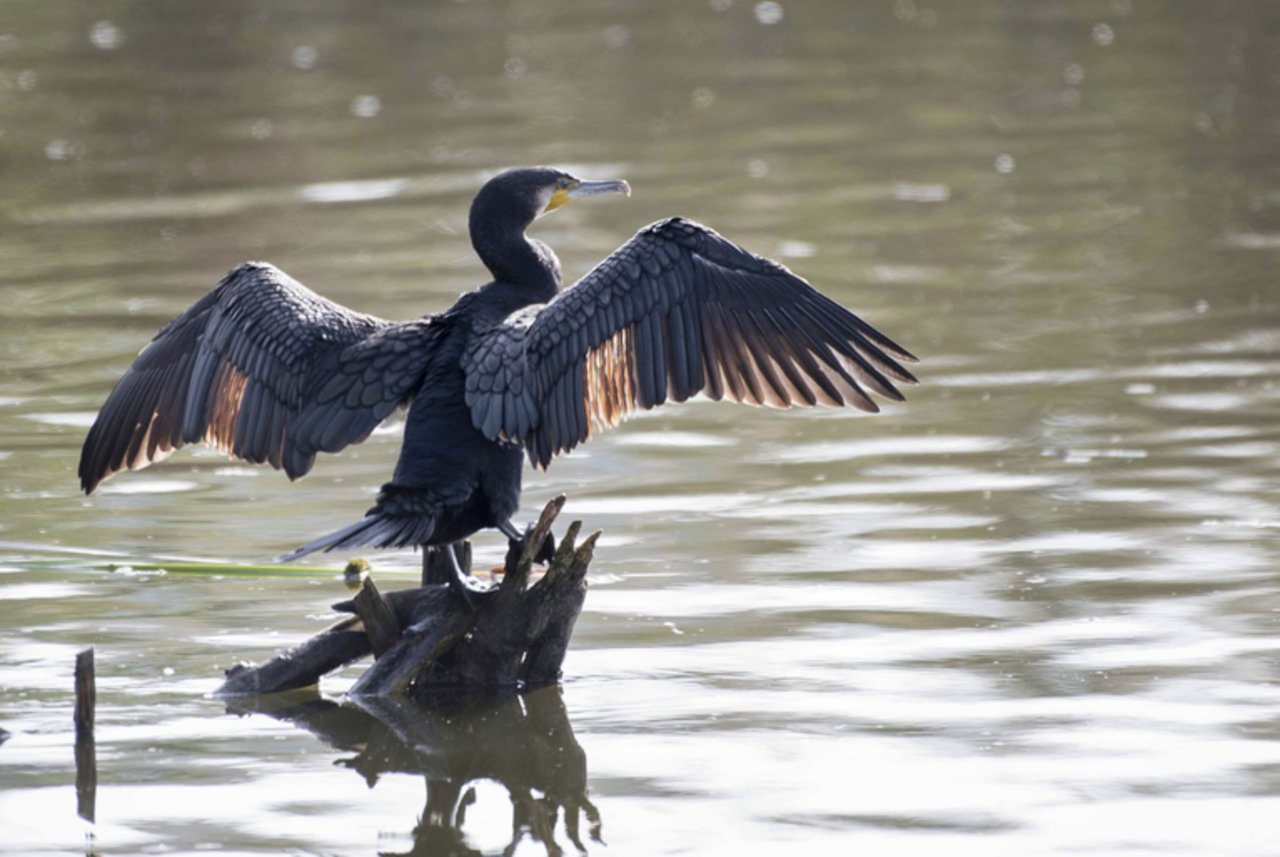 Der Kormoran sorgt vor allem bei Berufsfischern für Unmut. (pd) 