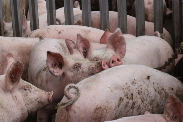 Der Deutsche Bauernverband warnt eindringlich vor einer Ausbreitung der Afrikanischen Schweinepest. (Symbolbild Ruth Aerni)