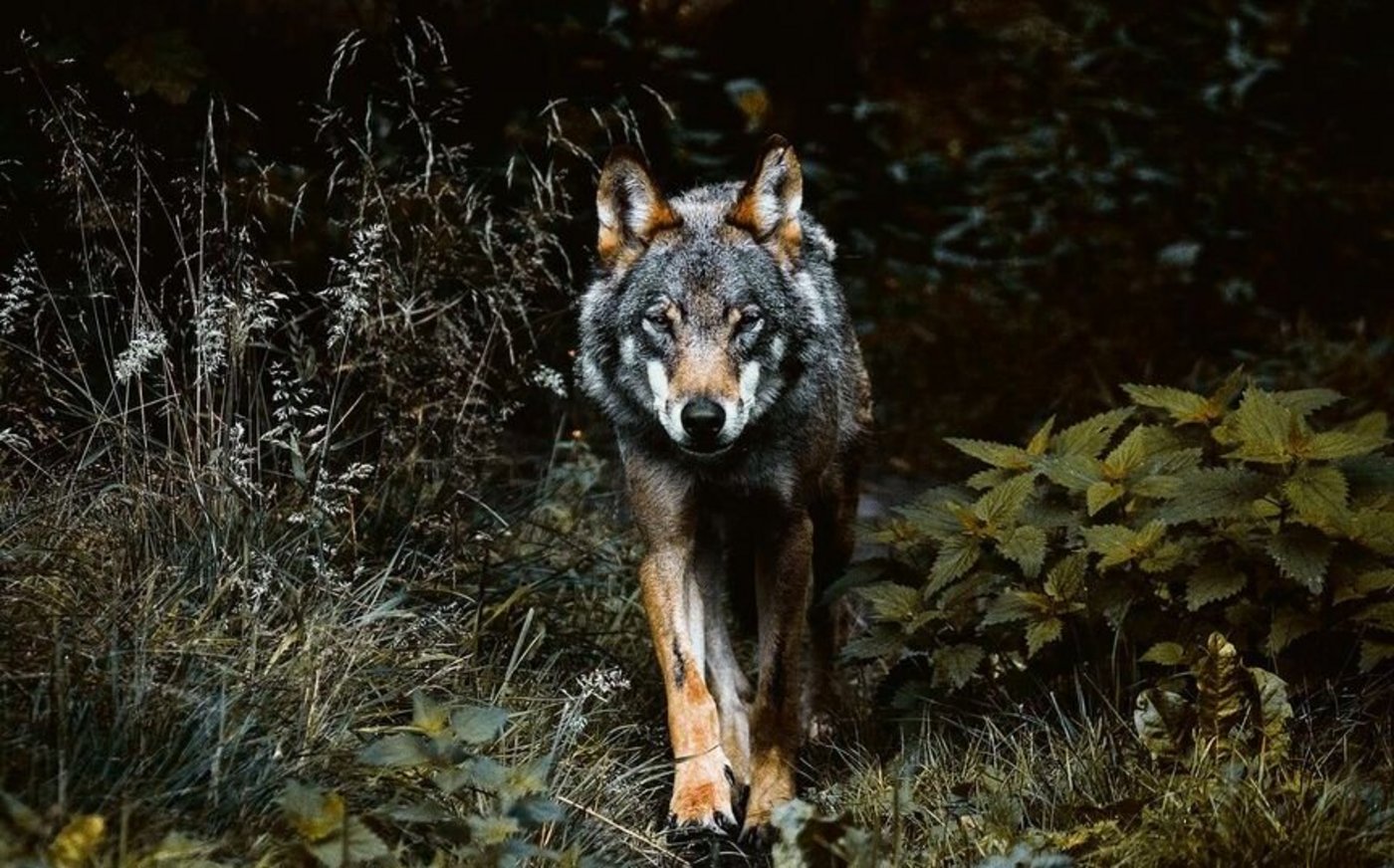 Raubtier auf dem Vormarsch: Die Wolfsthematik beschäftigt auch die Mitarbeitenden des Bäuerlichen Sorgentelefons.