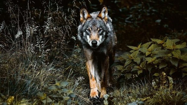 Raubtier auf dem Vormarsch: Die Wolfsthematik beschäftigt auch die Mitarbeitenden des Bäuerlichen Sorgentelefons.