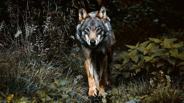 Raubtier auf dem Vor Raubtier auf dem Vormarsch: Die Wolfsthematik beschäftigt auch die Mitarbeitenden des Bäuerlichen Sorgentelefons.
