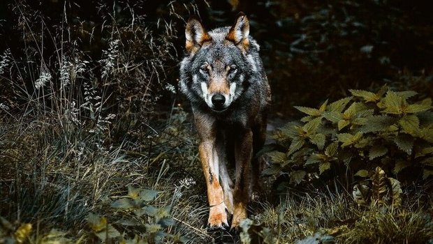 Raubtier auf dem Vormarsch: Die Wolfsthematik beschäftigt auch die Mitarbeitenden des Bäuerlichen Sorgentelefons.