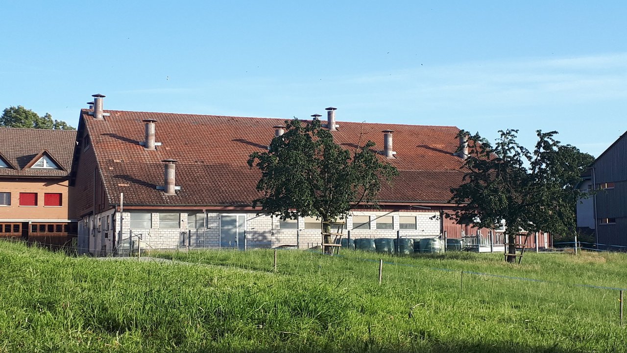 Der 1959 erbaute Milchviehstall am Arenenberg wird in den nächsten Wochen abgebrochen und durch einen modernen Stall ersetzt. (Bild zVg) 