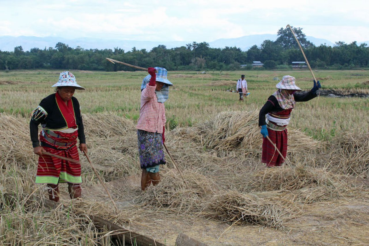 Bäuerinnen am Reis dreschen: Der grösste Teil der Bevölkerung im Shan-Gebiet lebt von der Landwirtschaft. Die meisten Arbeiten werden immer noch von Hand erledigt. (Bilder Agnes Schneider Wermelinger)