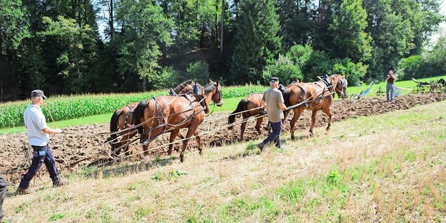 Ackern wie zu Urgrossvaters Zeiten: Der richtige Umgang mit Gespann und Pflug will gelernt sein.