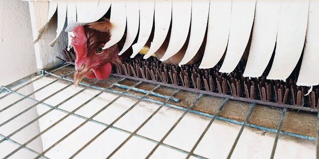 Eine Henne schaut provokativ aus dem Legenest, als wolle sie sagen: «Schau doch, ich kann es schon!» 