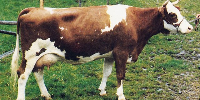 Apple Perle von Hans Jaun, Innereriz BE. Perle überzeugte schon damals mit einem starken Euter.