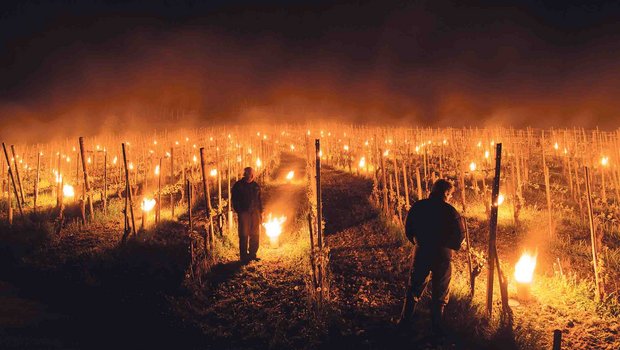 Weinbauern haben diesen Frühling versucht, ihre Reben mit Kerzen vor Frost zu schützen. Wo dies nichts nützte, konnte man sich bei der Landwirtschaftlichen Kreditkasse melden. (Bild Keystone)