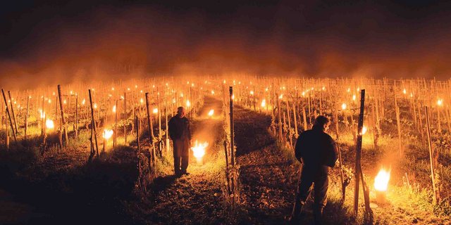 Weinbauern haben diesen Frühling versucht, ihre Reben mit Kerzen vor Frost zu schützen. Wo dies nichts nützte, konnte man sich bei der Landwirtschaftlichen Kreditkasse melden. (Bild Keystone)