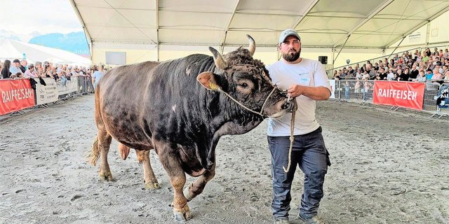 Ein Koloss mit 1300 kg Körpermasse: Stier Ricky macht an der Luga mächtig Eindruck.