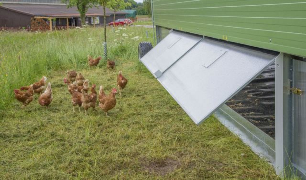 Immer auf einer frischen Weide: Die mobilen Hühner. 
