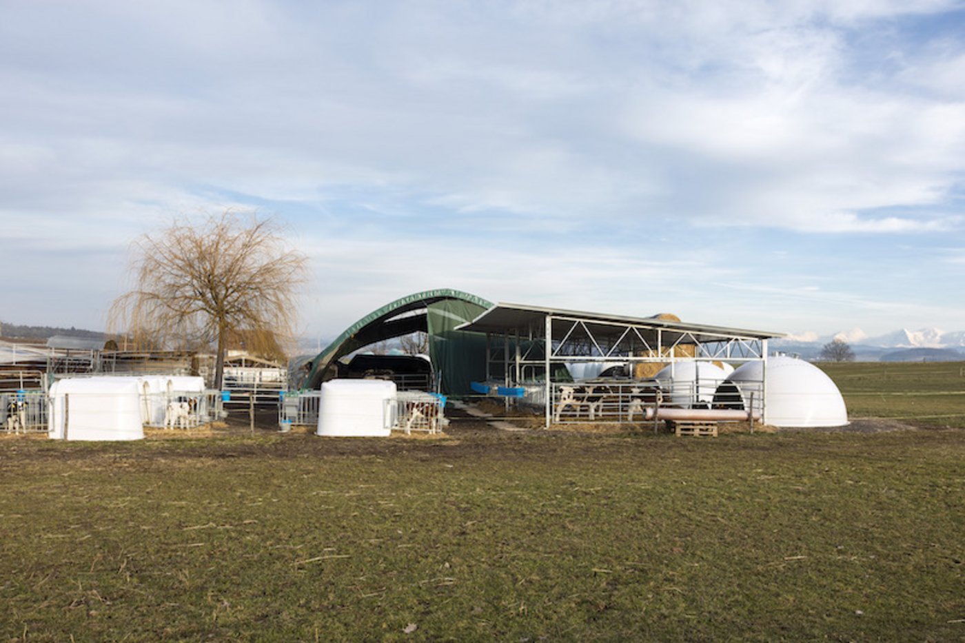 Das «Freiluftkalb»-Konzept auf einem Testbetrieb: Links die Einzeliglus für frisch angekommene Kälber, rechts zwei Gruppeniglus mit überdachtem und eingestreutem Auslauf.  (Bild NFP 72, Nadine Kägi)