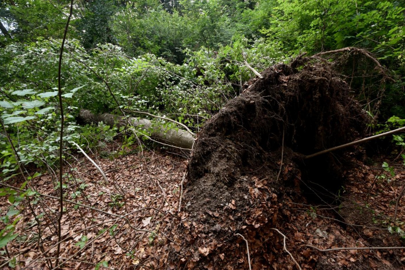 Ein weiterer entwurzelter Baum. 
