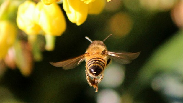 Thiacloprid von Bayer ist ein Neonicotinoid und steht im Verdacht, Insekten wie Bienen zu schaden. (Bild Pixabay)