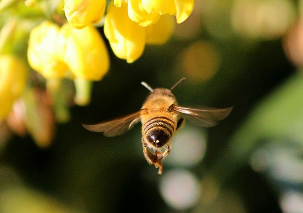 EU: Verbot von Insektizid Thiacloprid Thiacloprid von Bayer ist ein Neonicotinoid und steht im Verdacht, Insekten wie Bienen zu schaden. (Bild Pixabay)