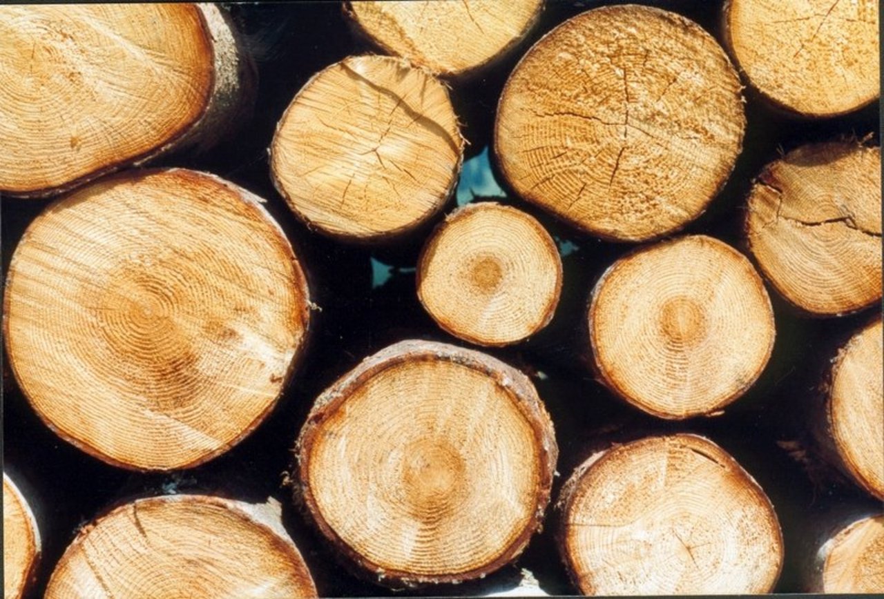 Die Preise auf dem Holzmarkt sind weiterhin unter Druck unter anderem wegen dem vielen Käferholz. (Bild BauZ)