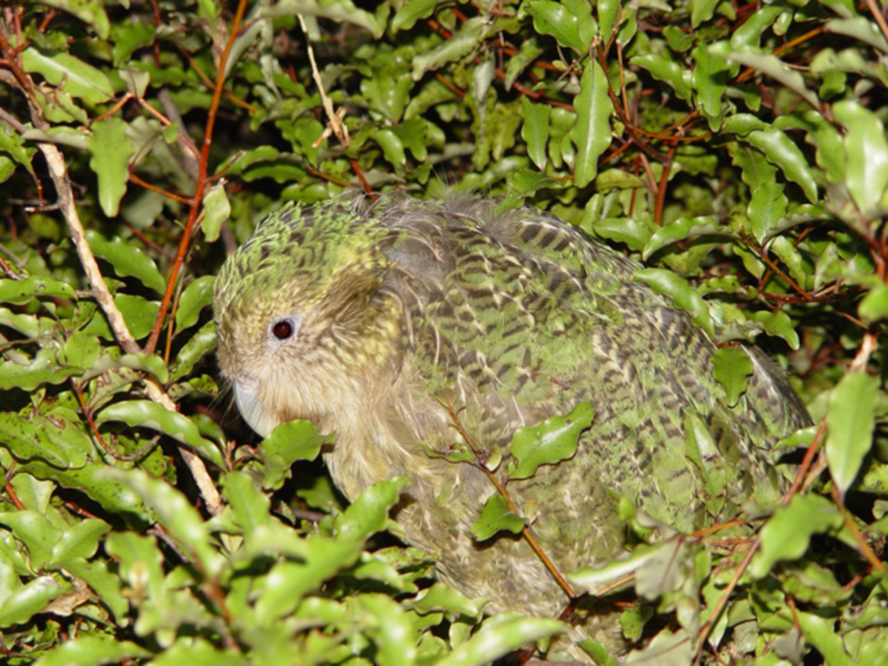 In dichter Vegetation ist der Kakapo gut getarnt, trotzdem ist er sehr bedroht. (Bild Mnolf/Wikimedia)