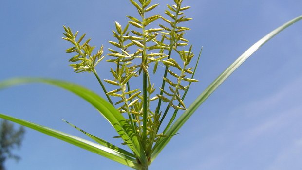 Das Erdmandelgras ist ein sehr anpassungsfähiges und hartnäckiges Ungras und muss frühzeitig erkannt und bekämpft werden. (Bild Chr. Bohren, Agroscope)