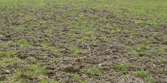Ist die Mäusepopulation zu gross, ist eine Bekämpfung oft nicht mehr sinnvoll. (Bild Cornel Stutz/Agroscope)