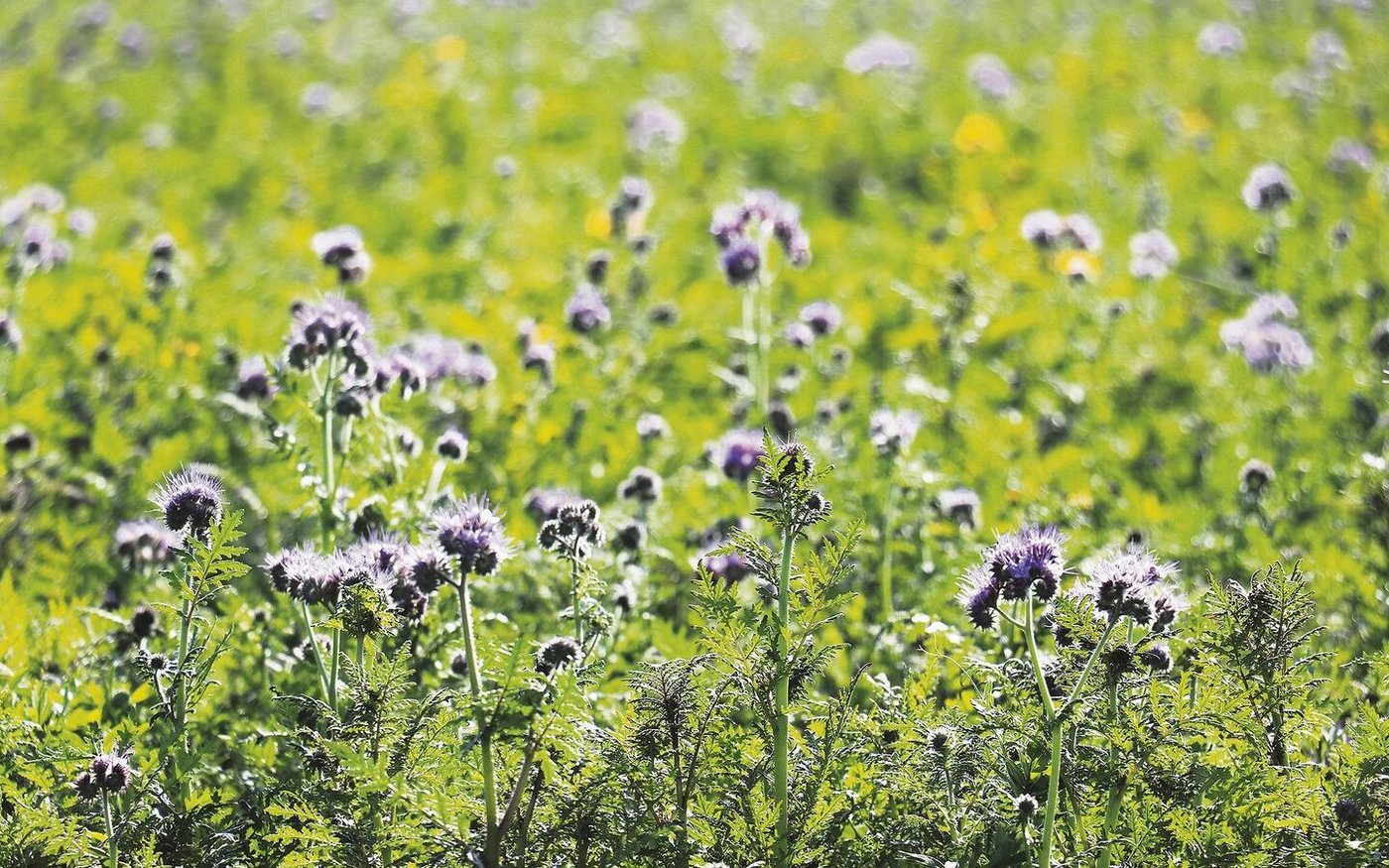Mit unterschiedlichen Blühzeiten in einer Mischung sorgt man für ein durchgehendes Nahrungsangebot.