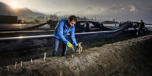 Mit diesem Bild stimmt der VSGP auf den baldigen Start der Spargelsaison ein. (Bild VSGP)
