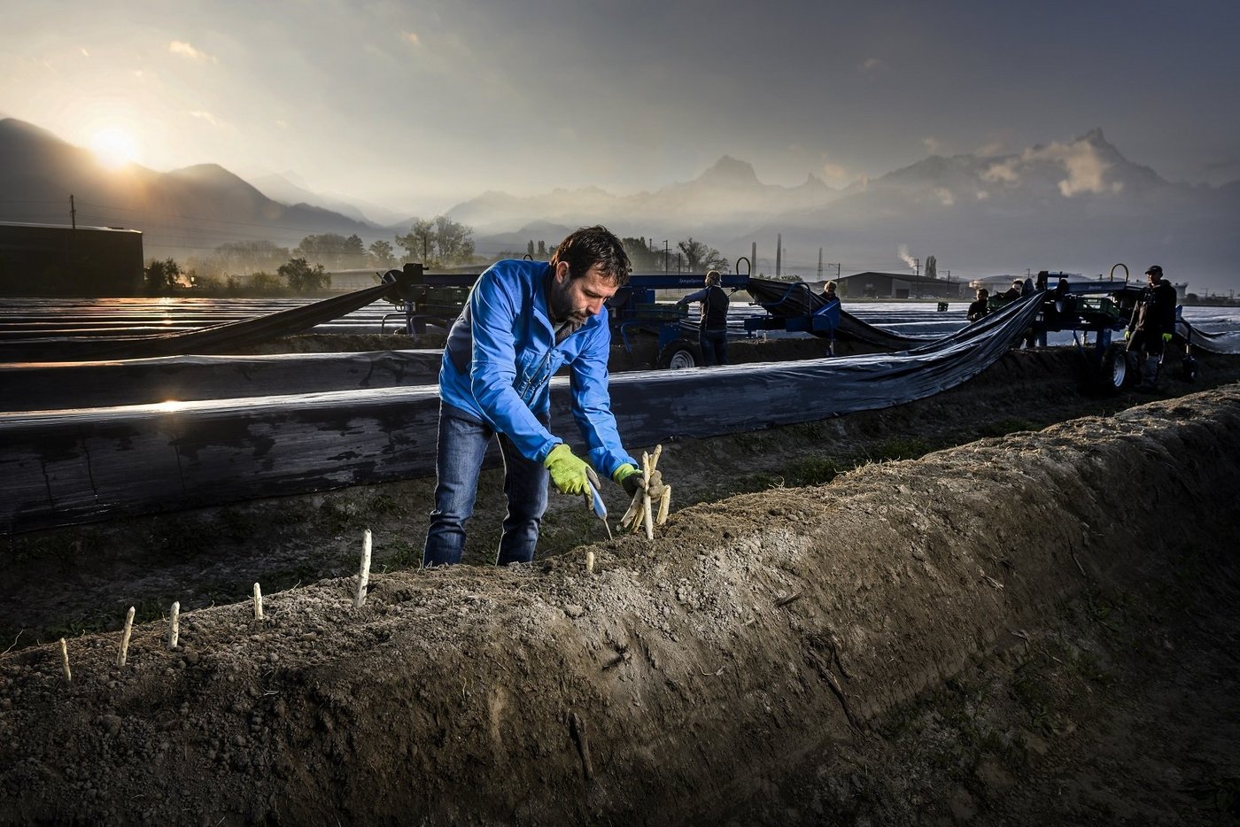 Mit diesem Bild stimmt der VSGP auf den baldigen Start der Spargelsaison ein. (Bild VSGP)