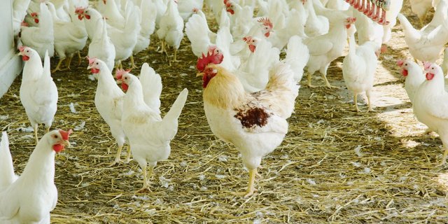 Die Eierproduktion steigt weiter an, denn der Legehennenbestand wuchs um fünf Prozent auf 3,5 Millionen Legehennen an. (Bild BauZ)