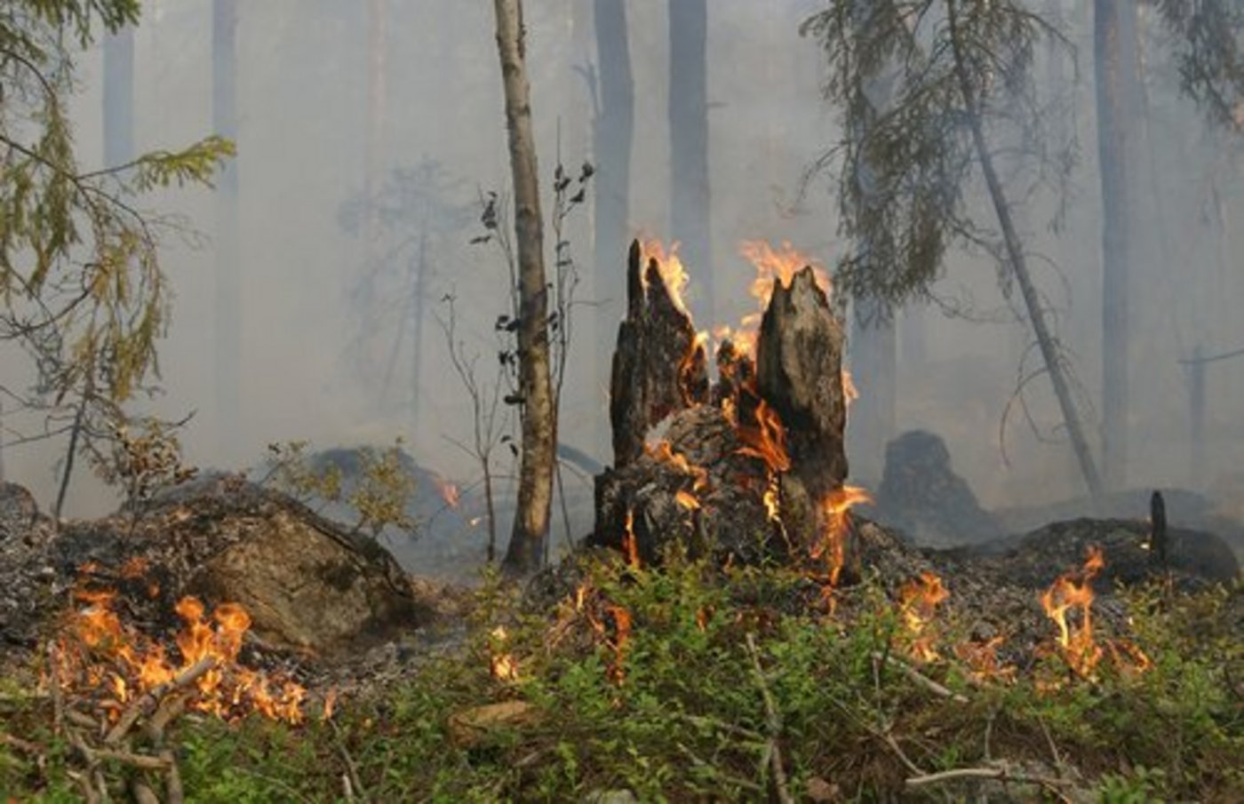Zurzeit kann es leicht zu Waldbränden kommen. (Symbolbild/pd)