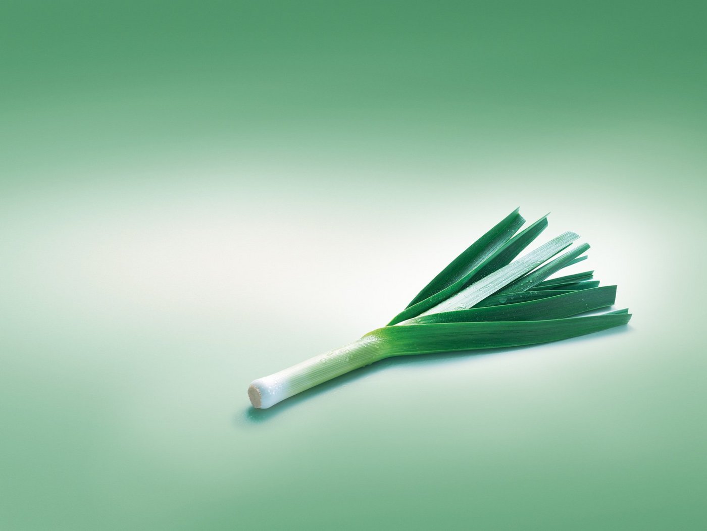 Der Lauch gehört, man würde es nicht denken, zu den Narzissengewächsen. (Bild: VSGP)