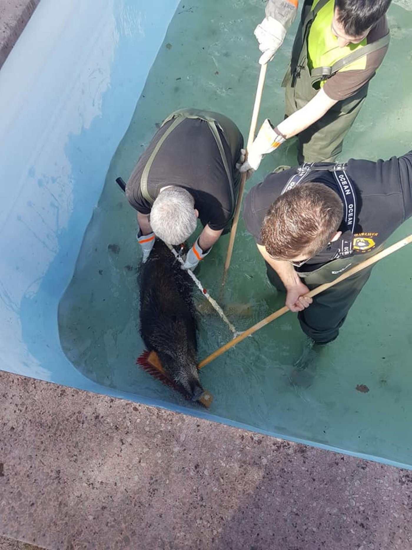 Das Schwein musste im Pool betäubt werden. (Bild Feuerwehr Sulzbach/Saar)