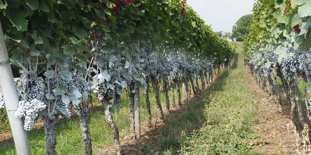 So sieht ein Rebberg nach der Behandlung mit Kaolin gegen die Kirschessigfliege aus. Der weisse Belag ist ungiftig, aber auch unschön anzusehen. (Bild BauZ)