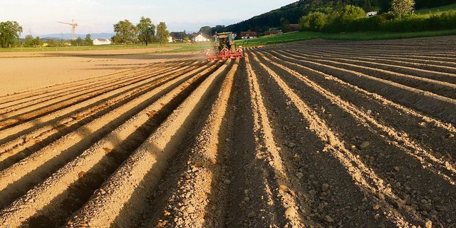 Das Unkraut kann im Kartoffelbau auch herbizidfrei mit Striegeln, Hacken und Dammformen bekämpft werden. (Bild zVg)