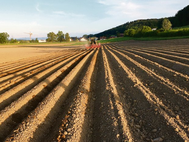 Das Unkraut kann im Kartoffelbau auch herbizidfrei mit Striegeln, Hacken und Dammformen bekämpft werden. (Bild zVg)