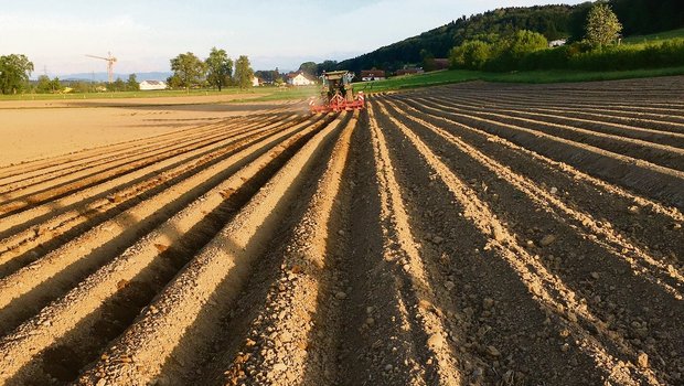 Das Unkraut kann im Kartoffelbau auch herbizidfrei mit Striegeln, Hacken und Dammformen bekämpft werden. (Bild zVg)