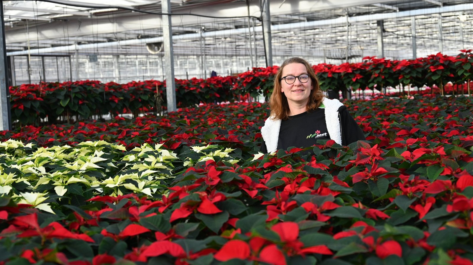 kurkuma zimmerpflanze Kurkuma Siam Solar (Siamesische Tulpe) kaufen? | Sam
