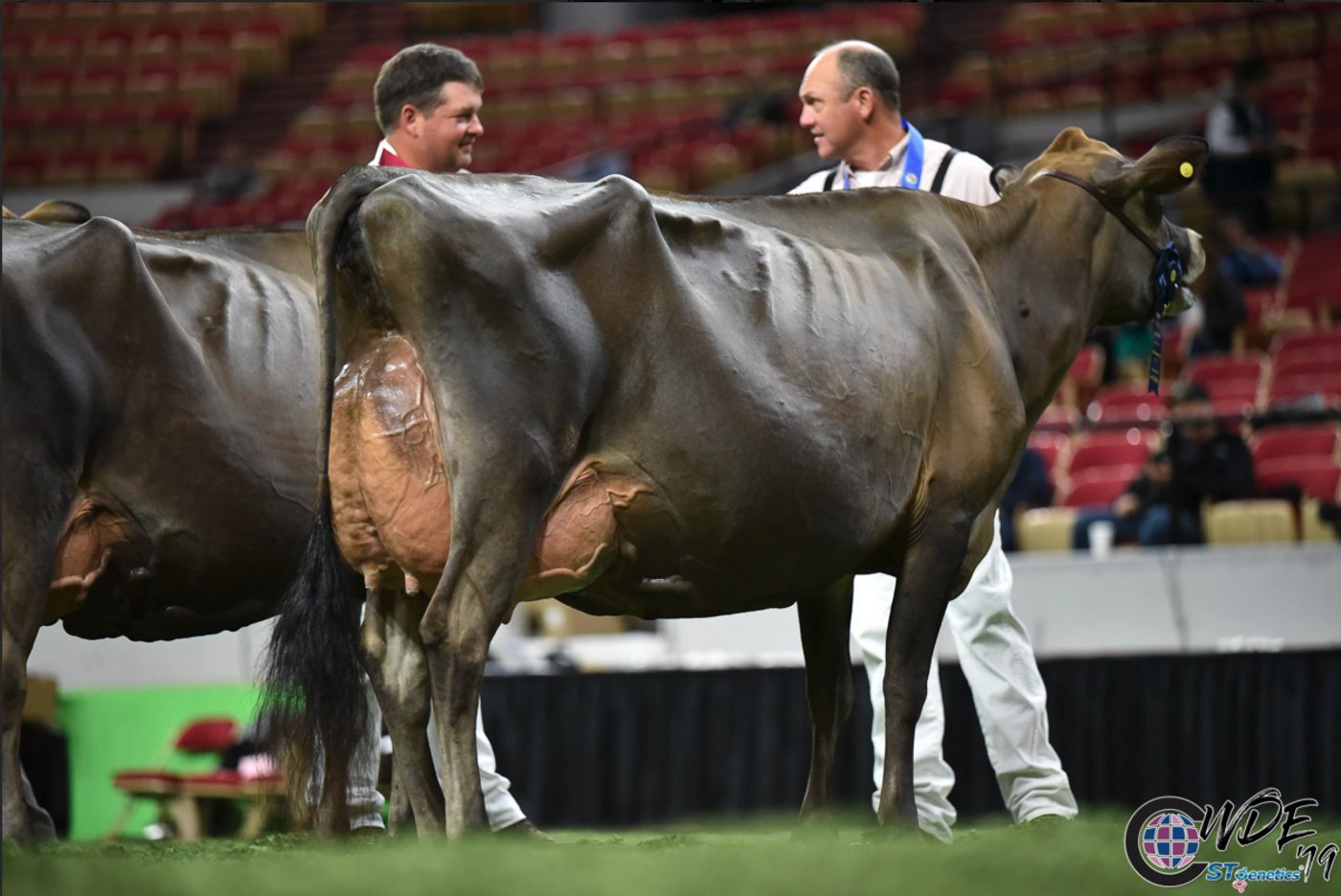 Die Jersey-Schau gewann die Siegerkuh der fünfjährigen: Bri-Lin Valson Spritz von Vierra Dairy Farms.